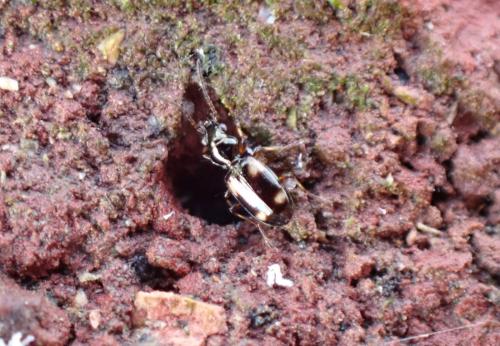 Réf. 294 445 : Bembidion quadrimaculatum